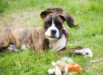 View of a dog on field