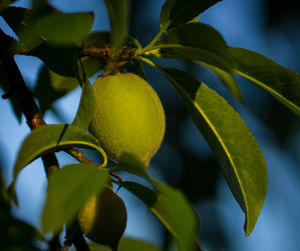 Close-up of leaves on tree