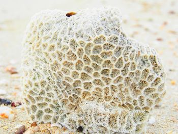 Close-up of plant on sand