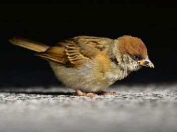 Close-up of sparrow