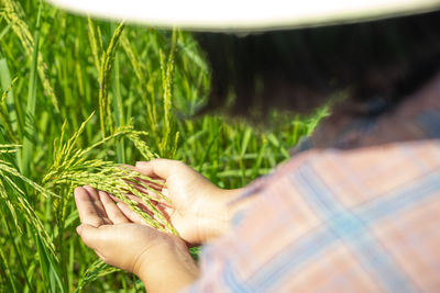 Close-up of hand holding corn field