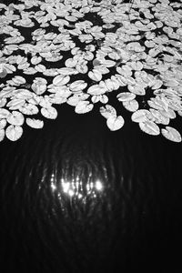 High angle view of flowering plant