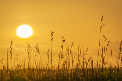 Scenic view of field against orange sky