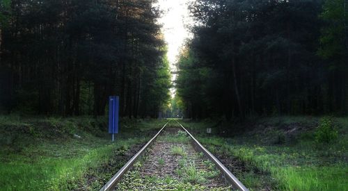 Railroad track in forest