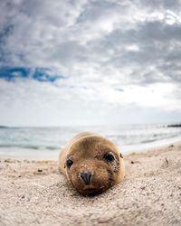 Seal relaxing at beach