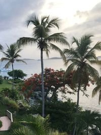 Palm trees against sky