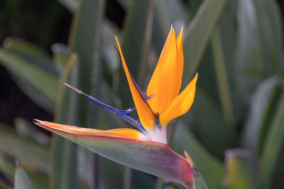 Close-up of orange flowering plant