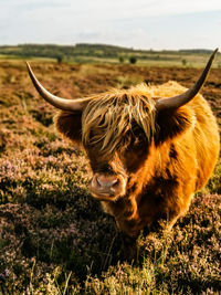 Cow standing on field