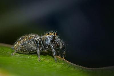 Close-up of spider