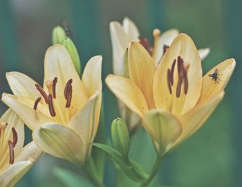 Close-up of lotus lily