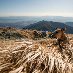Dog on landscape against mountain range