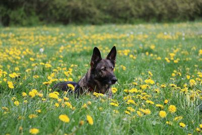 High angle view of dog on field