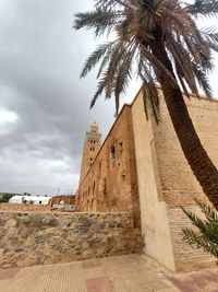 palm tree