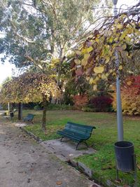 Trees in park during autumn