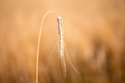 Close-up of stalks in wheat field