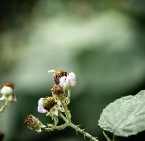 Close-up of bee pollinating flower