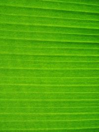 Full frame shot of green leaf