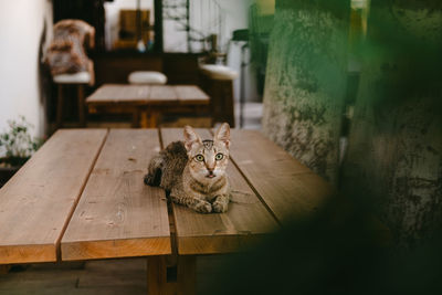 Cat sitting on wood