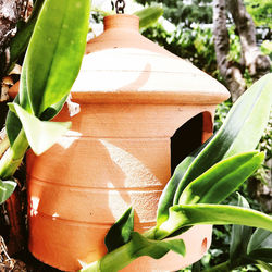 Close-up of potted plant