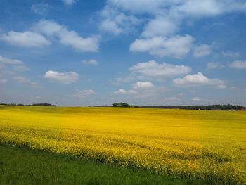 Scenic view of field against sky