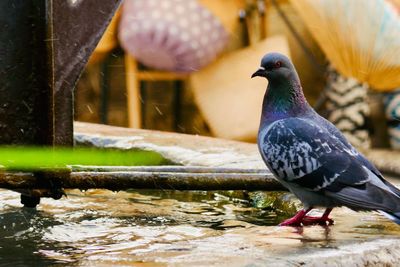 Close-up of pigeon perching on a lake