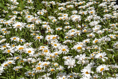High angle view of white daisy flowers on field
