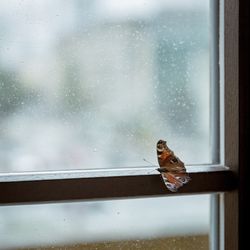 Close-up of bird perching on window in winter