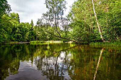 Scenic view of lake in forest against sky