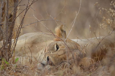 View of animal resting on field