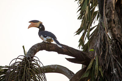 Low angle view of bird perching on branch against sky