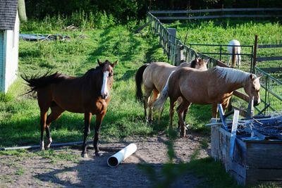 Horses standing on field