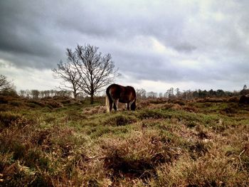 Horses grazing on grassy field against cloudy sky
