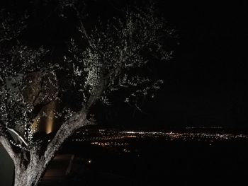 Close-up of illuminated tree against sky at night