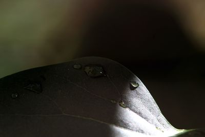 Close-up of raindrops on leaves