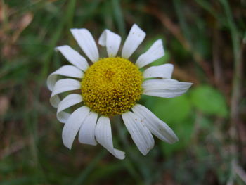 Close-up of white daisy flowers