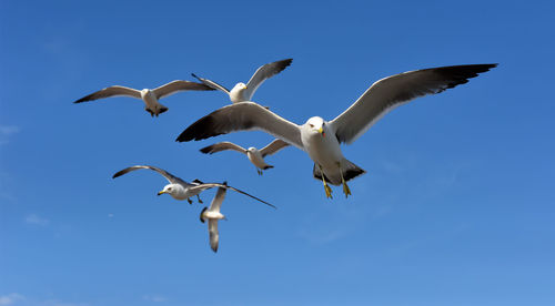 Low angle view of seagulls flying