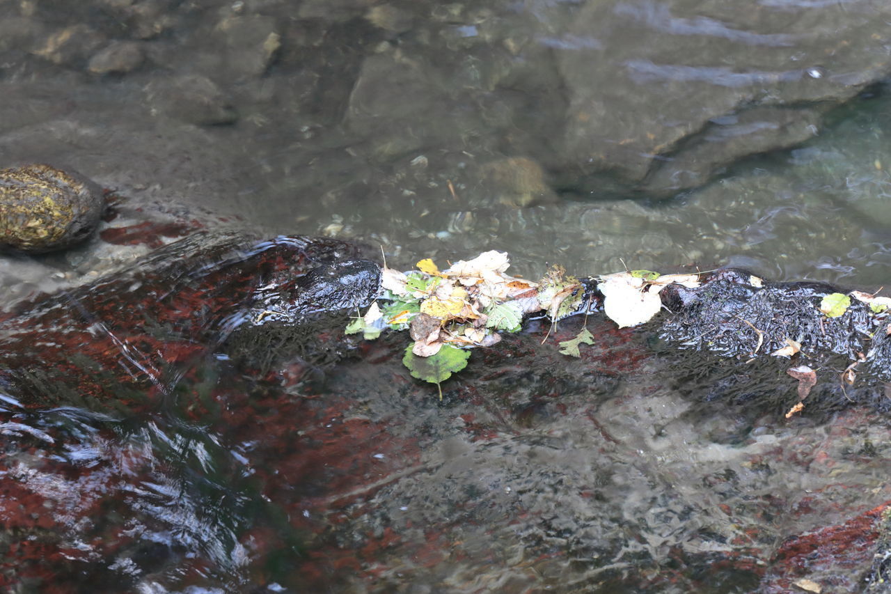 HIGH ANGLE VIEW OF PLANT GROWING ON ROCKS