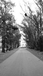 Empty road along trees