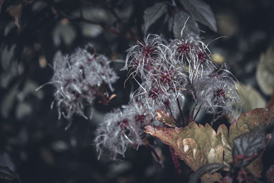 plant