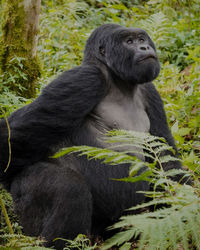 Mountain gorilla