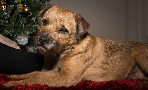 Close-up of dog sitting by christmas tree