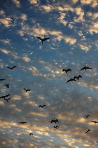 Low angle view of bird flying against sky