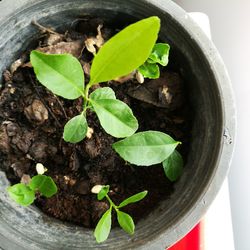 Directly above shot of potted plant