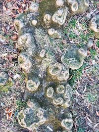 High angle view of mushroom growing on field