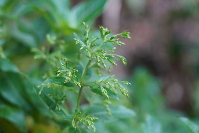 Close-up of fresh green leaves