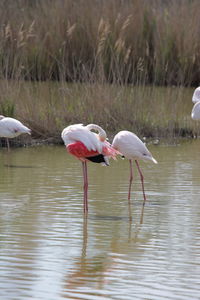 Side view of a bird drinking water