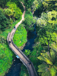 Birds eye view of a beautiful park in auckland, new zealand