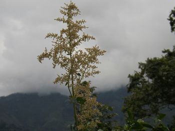 Low angle view of trees against cloudy sky