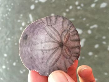 Cropped image of person holding leaf