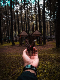 Midsection of person holding pine seed in forest